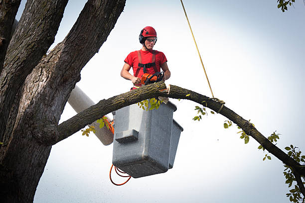 How Our Tree Care Process Works  in  Sunset, LA